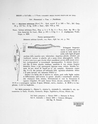 Rhytisma salicinum image